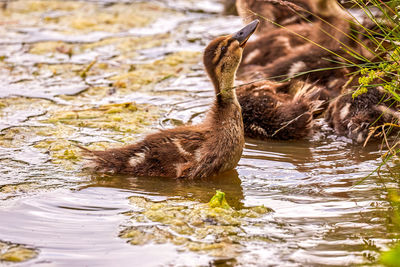 Fluffy baby duck eating green grass in swamp