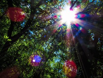 Low angle view of trees against sunlight