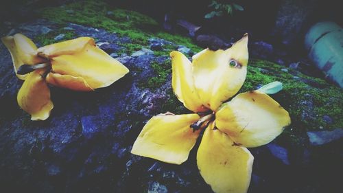 Close-up of yellow flowers