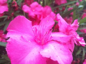 Close-up of pink flowers blooming outdoors