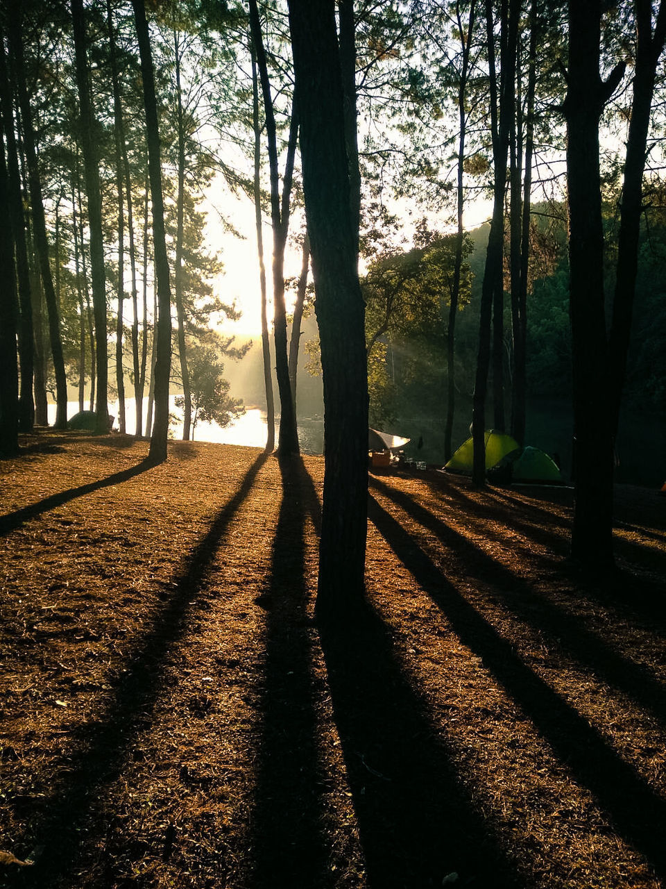 SUNLIGHT STREAMING THROUGH TREES ON LANDSCAPE