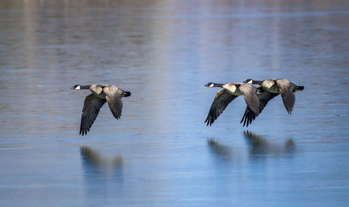 Birds flying over lake