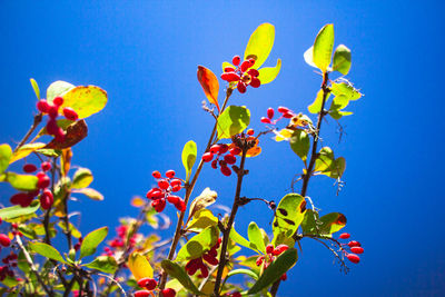 Low angle view of flowering plants against blue sky