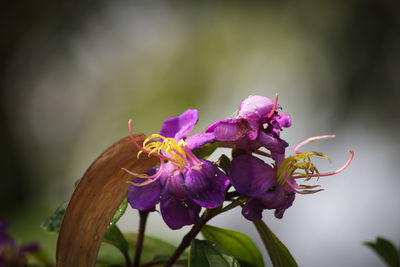 Close-up of bee on purple flowers