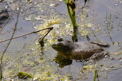 High angle view of frog swimming in lake