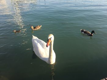 High angle view of swans swimming on lake