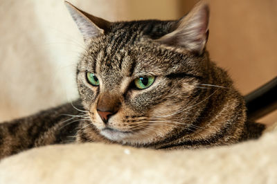 Close-up of tabby cat