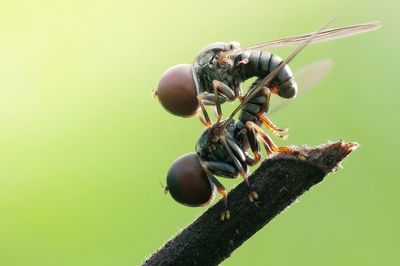 Close-up of insect mating