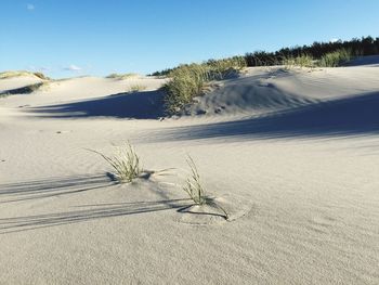 Grass on beach against sky