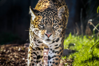 Close-up of tiger