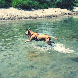 Woman with dog swimming in sea