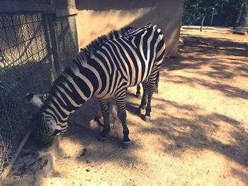 High angle view of zebra at antalya hayvanat bahcesi on sunny day