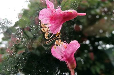 Close-up of wet pink flower