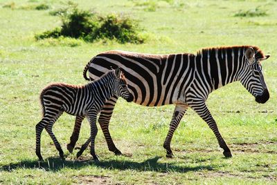 Zebras walking on grassy filed