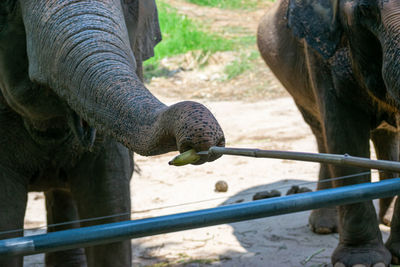 Close-up of elephant in zoo