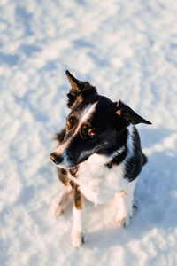 High angle view of dog looking away