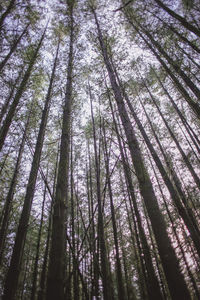 Low angle view of bamboo trees in forest