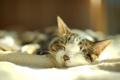 Portrait of napping old tabby cat