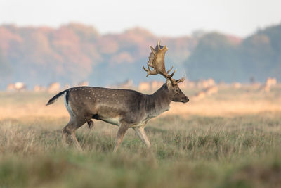 Deer standing on field