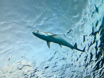 Low angle view of fish swimming in sea