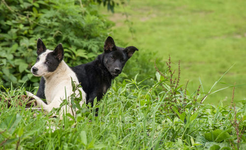 View of dog on land