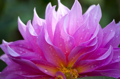 Close-up of wet pink rose flower