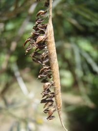 Close-up of dry leaves on plant