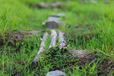 Close-up of lizard on field