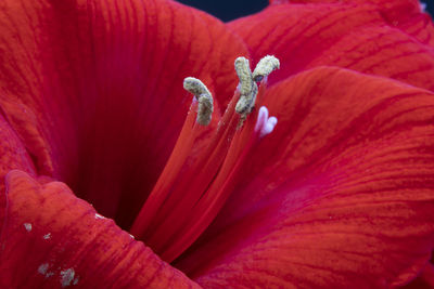 Close up macro flower photography