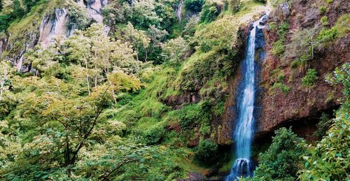 Scenic view of waterfall in forest