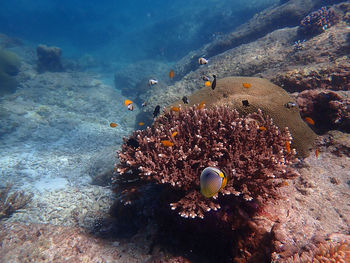 View of fishes swimming in sea