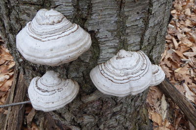 Close-up of mushrooms growing on tree trunk