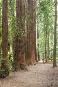 Trees growing in forest