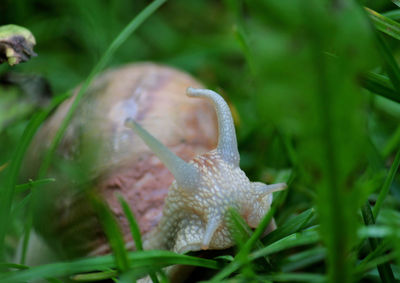 Close up of a grass
