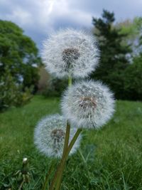 Close-up of dandelion in field