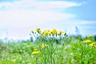 Close-up of yellow flowers growing in field against sky