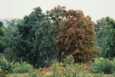 Trees growing in park during autumn