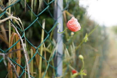 Close-up of red flowering plant on field
