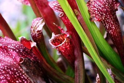 Close-up of red flower