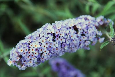 Close-up of purple flowers blooming outdoors