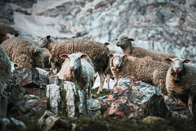 Sheep in a farm