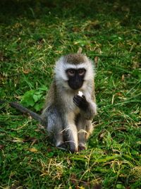 , little beautiful monkey eating popcorn 