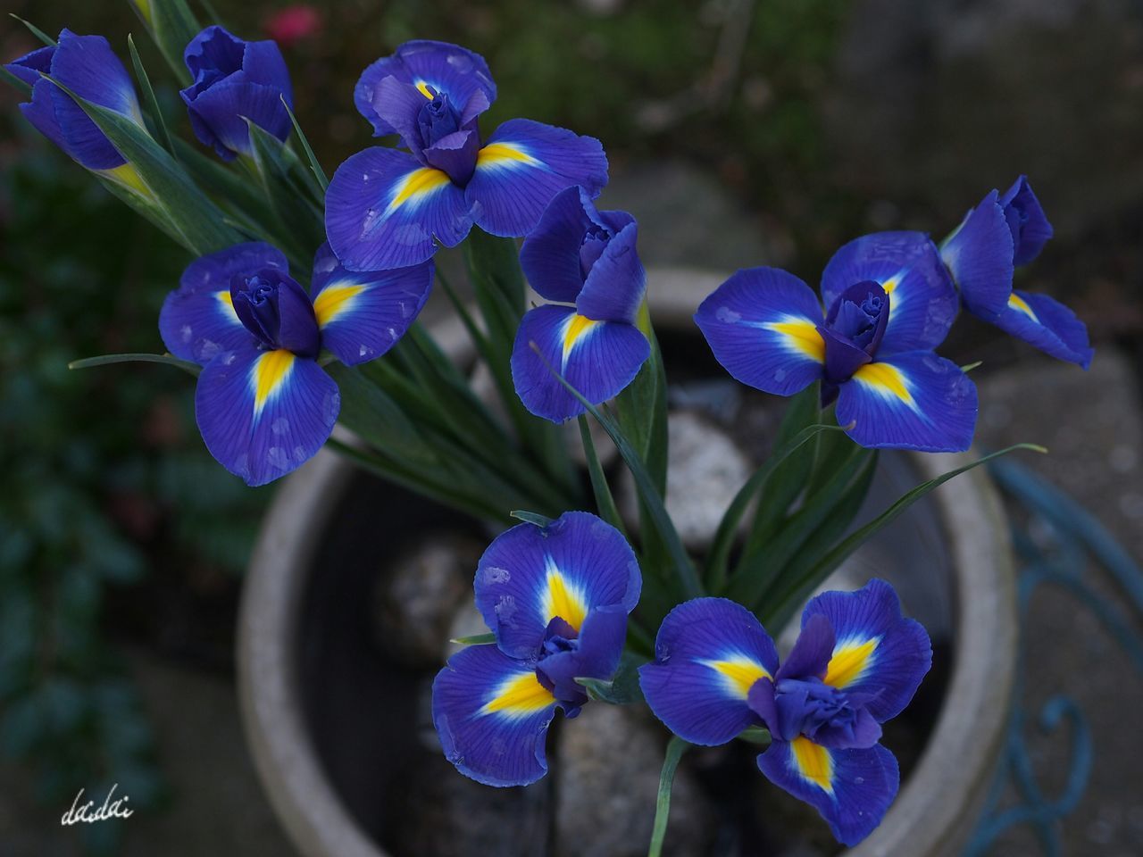 CLOSE-UP OF PURPLE FLOWERS BLOOMING