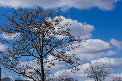 Low angle view of bare tree against cloudy sky