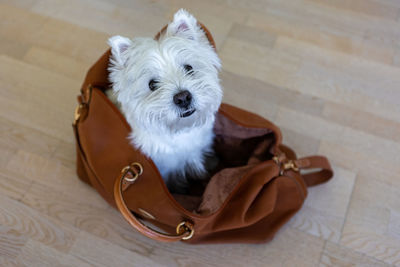 West highland white terrier sits in a travel bag. a white dog in a suitcase