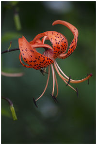 Close-up of orange flower on plant