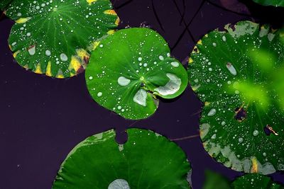 Close-up of water drops on leaves