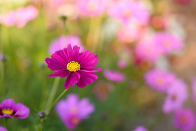 Close-up of pink cosmos flower