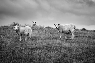 Flock of sheep on field