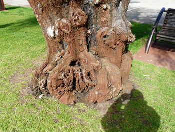 Close-up of tree trunk